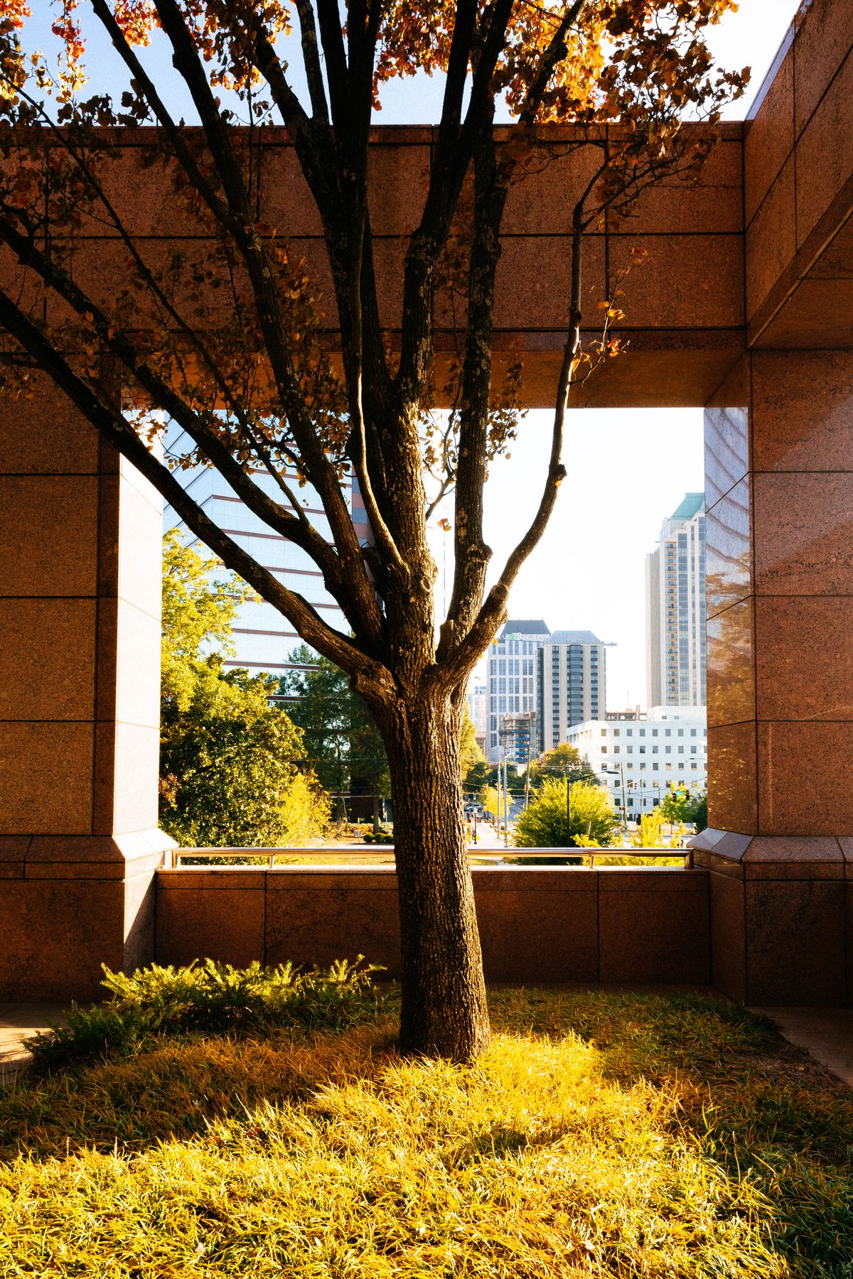 Atlanta buildings framed by a tree and archway